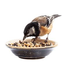 चिड़िया दाना (Bird Food Mix)