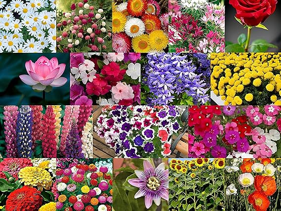 Low Maintenance Hybrid Flower Seeds Combo Pack- All Year Flower Seeds Supply (50 VARIETIES)