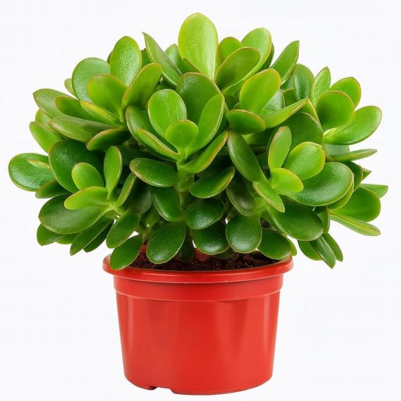 Crassula Ovata Live Jade Plant with Pot | Good Luck & Vastu Money Plant for Home & Office | Low-Maintenance Indoor Succulent for Desk, Balcony & Gifting | Fresh Healthy Plant